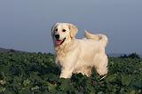 GOLDEN RETRIEVER 874